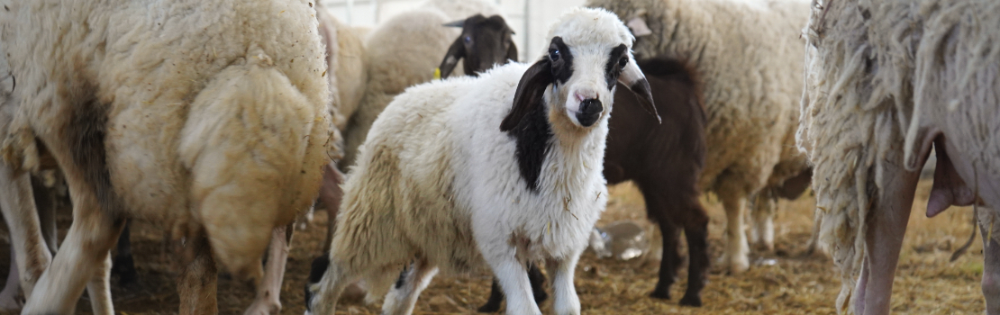 Koyun Çadırı Nedir? Küçükbaş Hayvancılık İçin Modern Çadır Sistemleri